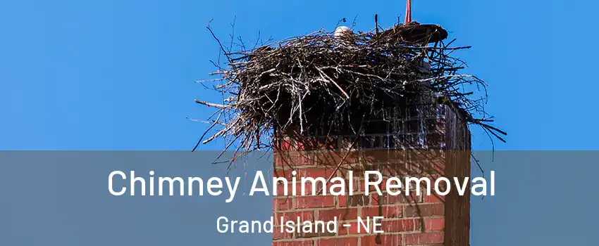 Chimney Animal Removal Grand Island - NE