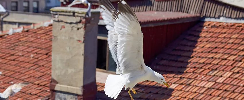 Residential Chimney Animal Removal Solution in Grand Island, NE