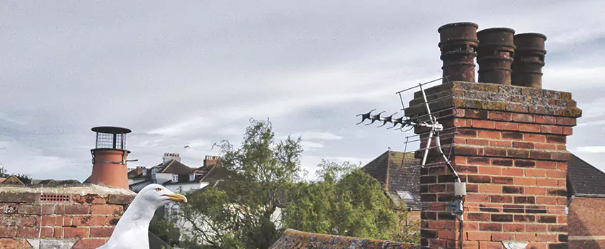 Chimney Cleaning And Restoration in Grand Island, Nebraska